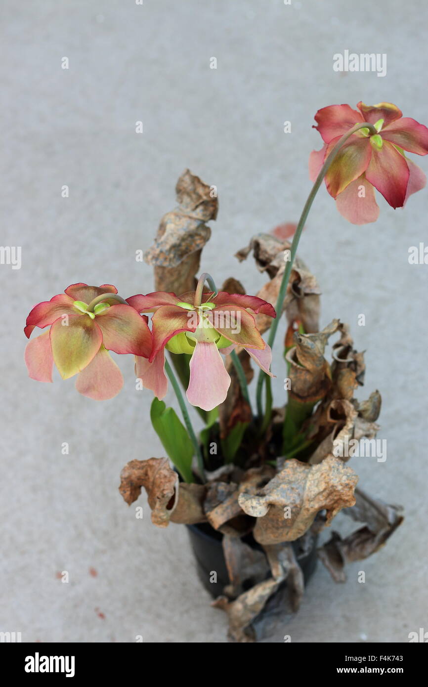 Giallo Canivorous brocca piante con fiori Foto Stock