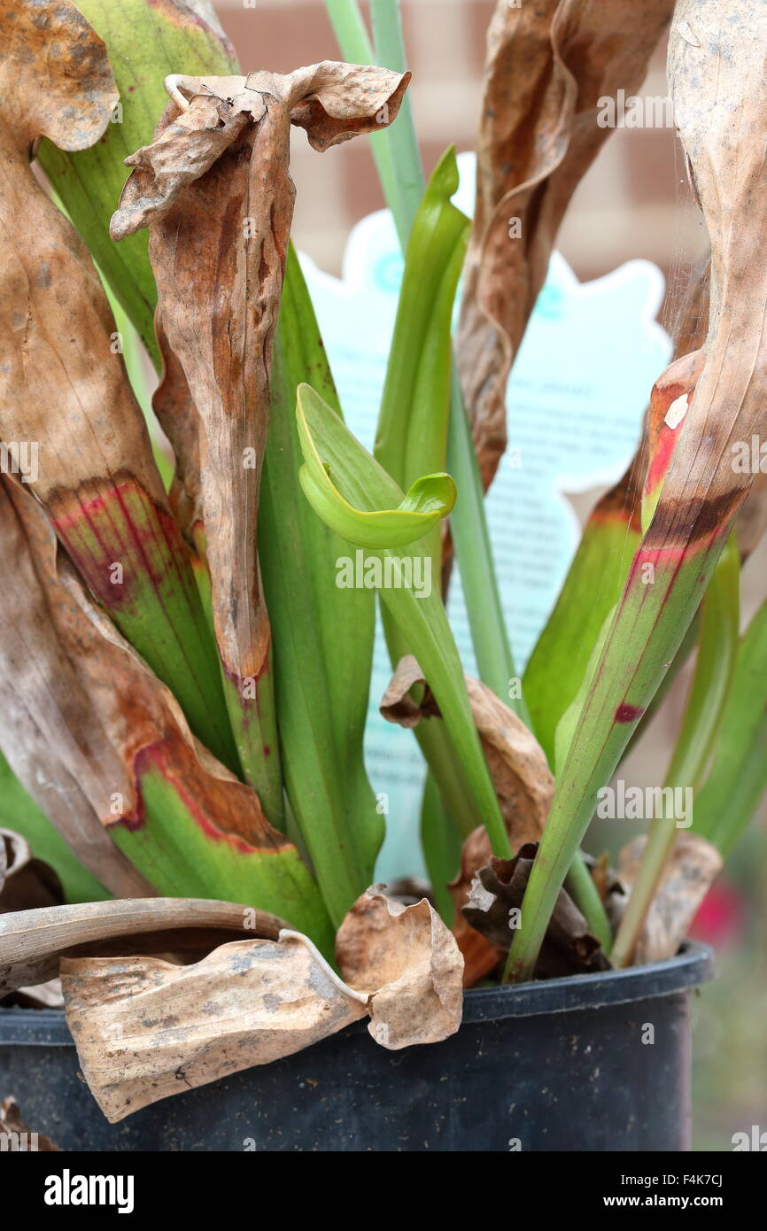La nuova crescita di Canivorous giallo piante brocca Foto Stock