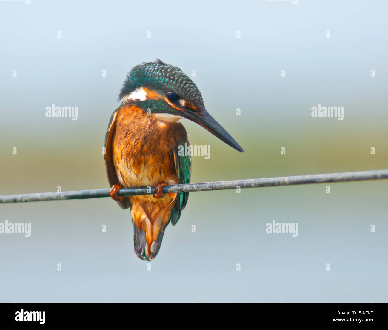 Kingfishe, Alcedo atthis Foto Stock