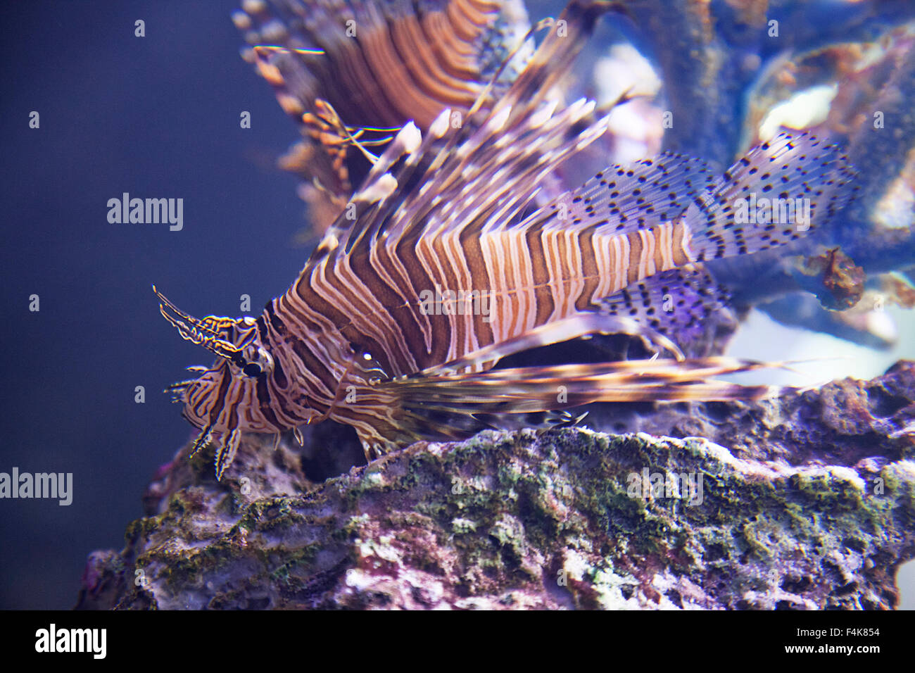 Close-up di un esotico pesce nuotare in acquario Foto Stock