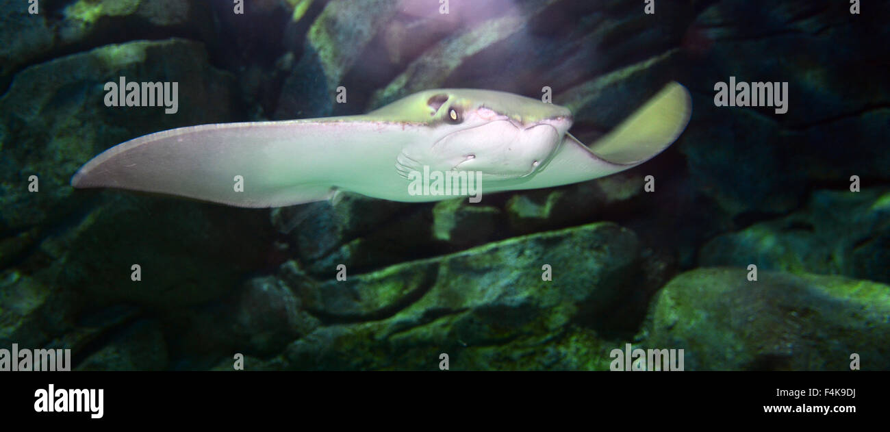 Stingray nuoto Foto Stock