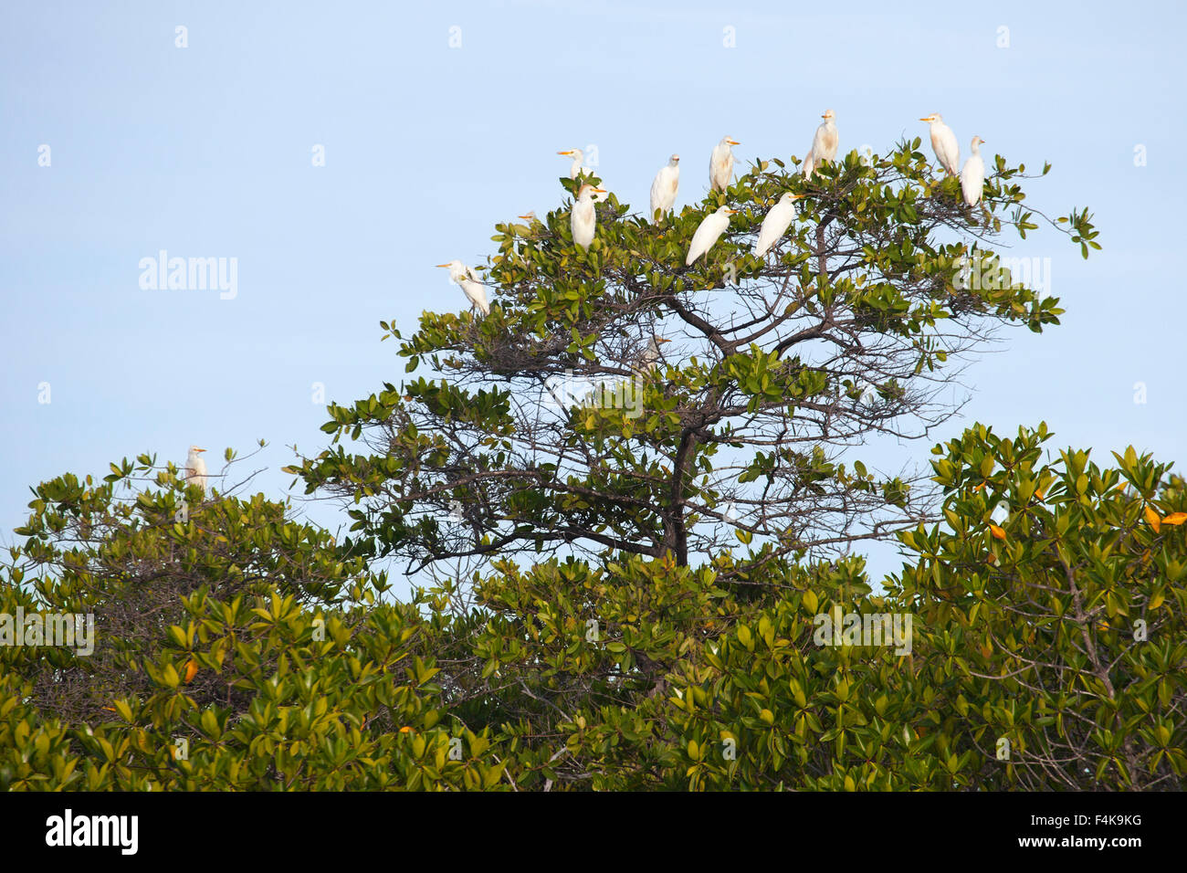 Guardabuoi (Bubulcus ibis) sono ' appollaiati su mangrovia rossa tree (Rhizophora mangle) Foto Stock