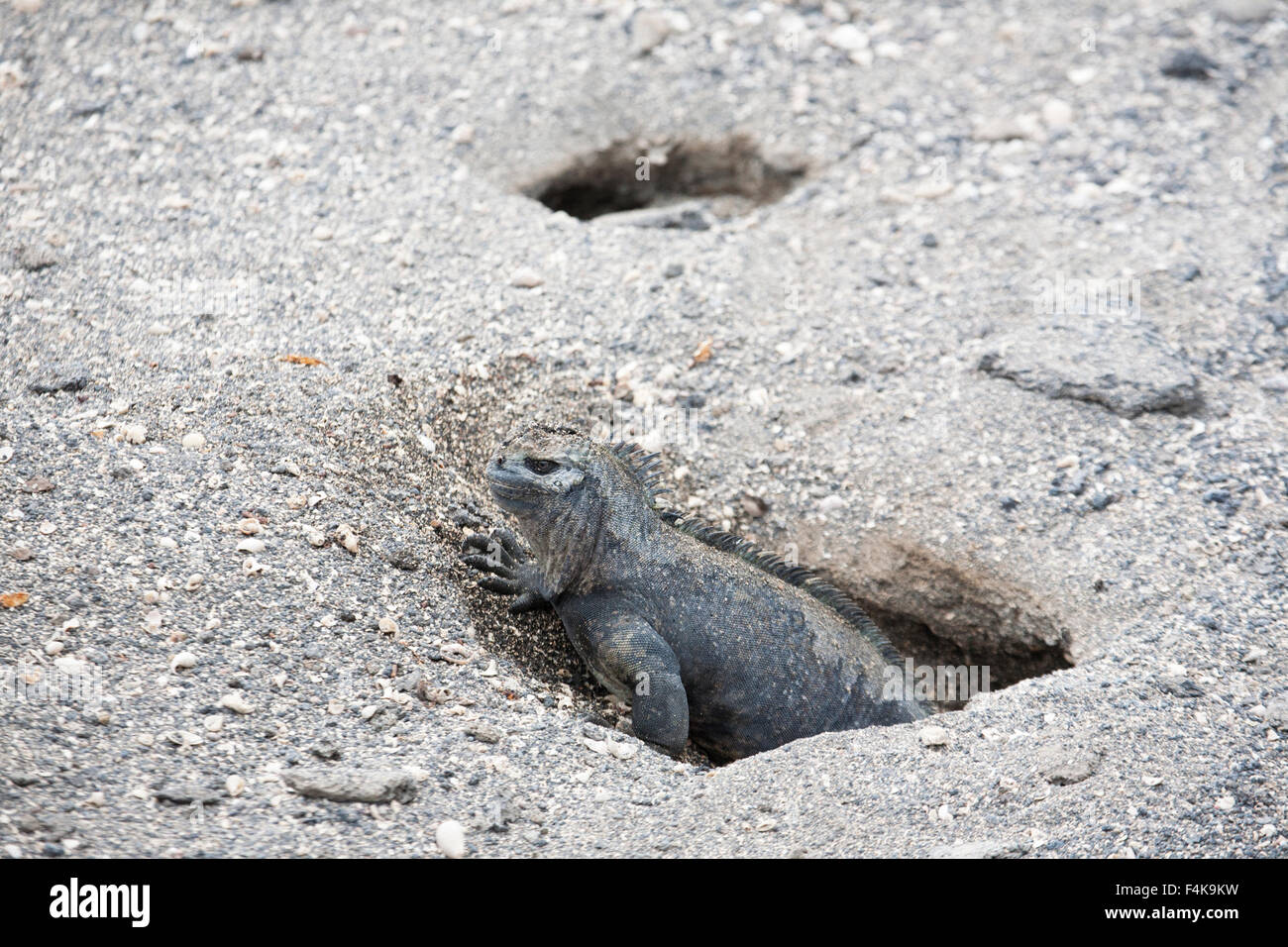 Marine Iguana femmina (Amblyrhynchus cristatus) che emerge dal suo nido burrow sull'isola di Fernandina nelle isole Galapagos Foto Stock