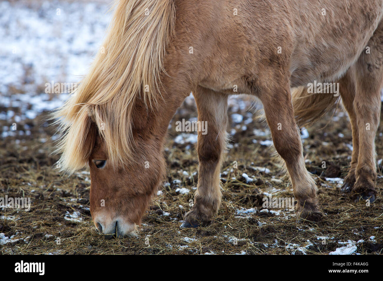 Ritratto di una bionda cavallo islandese in inverno Foto Stock