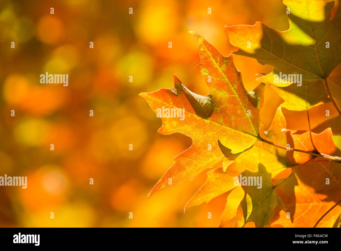 Luminose autunno foglie di acero su un ramo di albero. Giallo arancione Foglie di autunno sfondo con copia spazio. Foto Stock