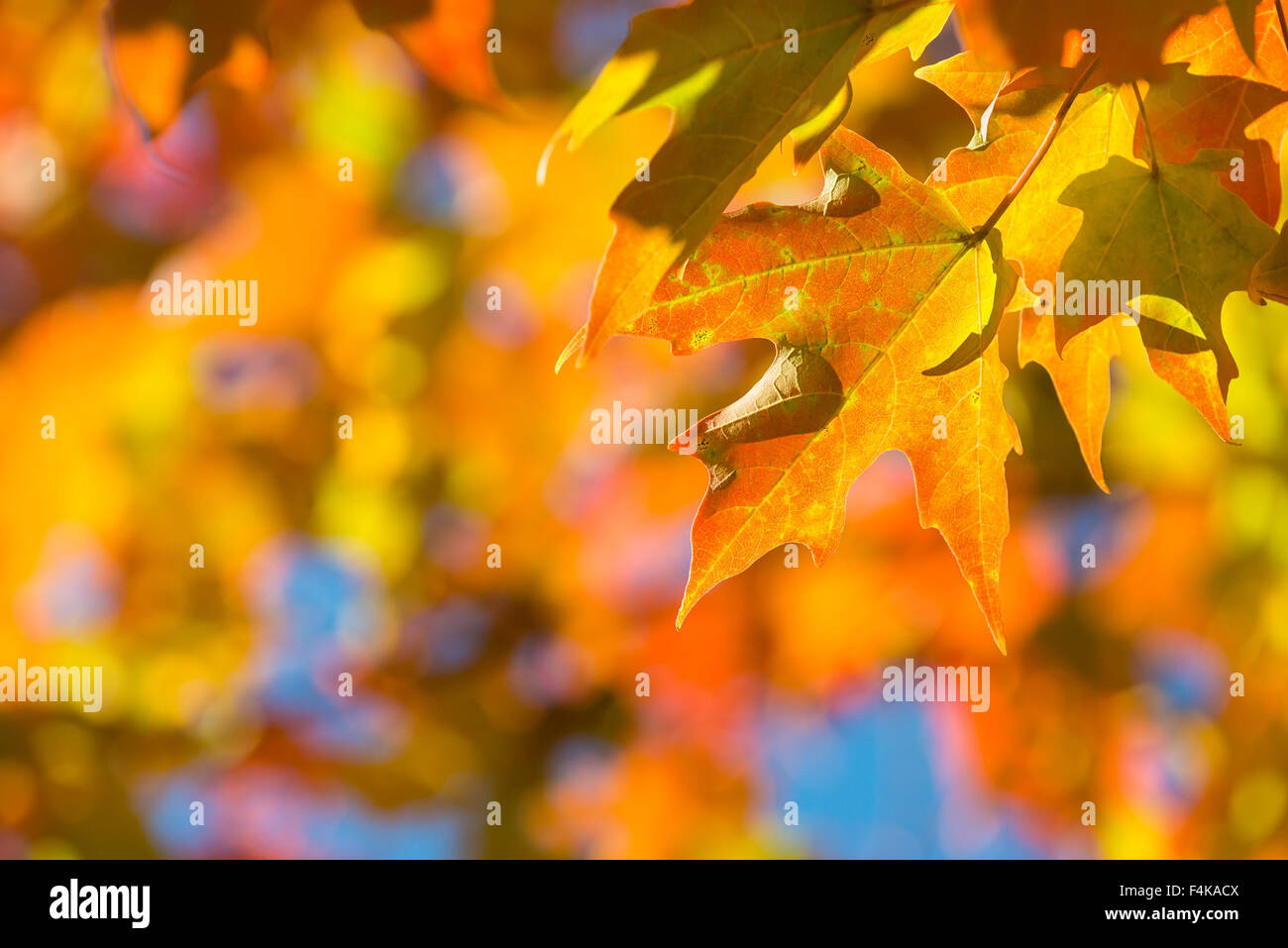 Luminose autunno foglie di acero su un ramo di albero. Giallo arancione Foglie di autunno sfondo con copia spazio. Foto Stock