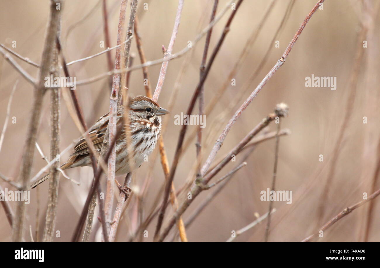 Sparrow appollaiato in rami secchi. Foto Stock