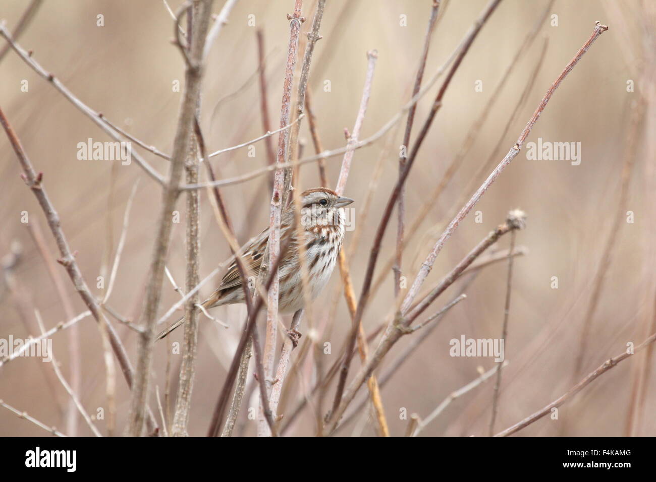 Sparrow appollaiato in dead erbacce. Foto Stock
