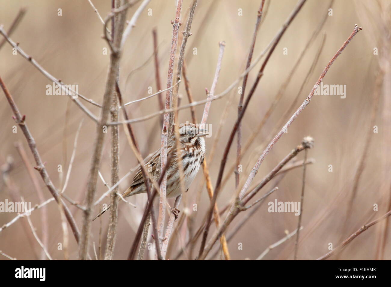 Sparrow con becco aperto. Foto Stock