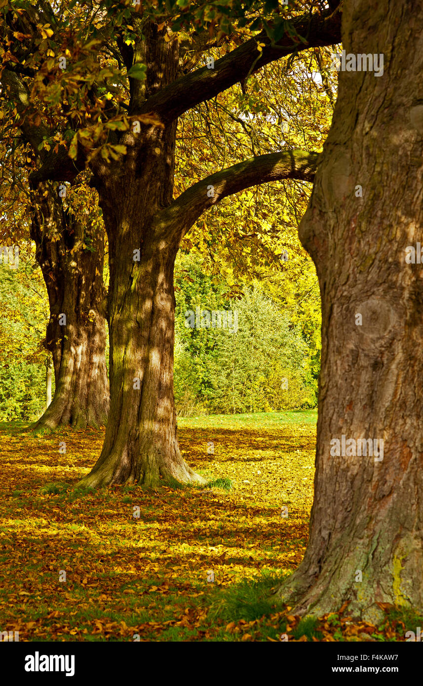 Autunno a Wynyard Hall gardens Stockton on Tees Foto Stock