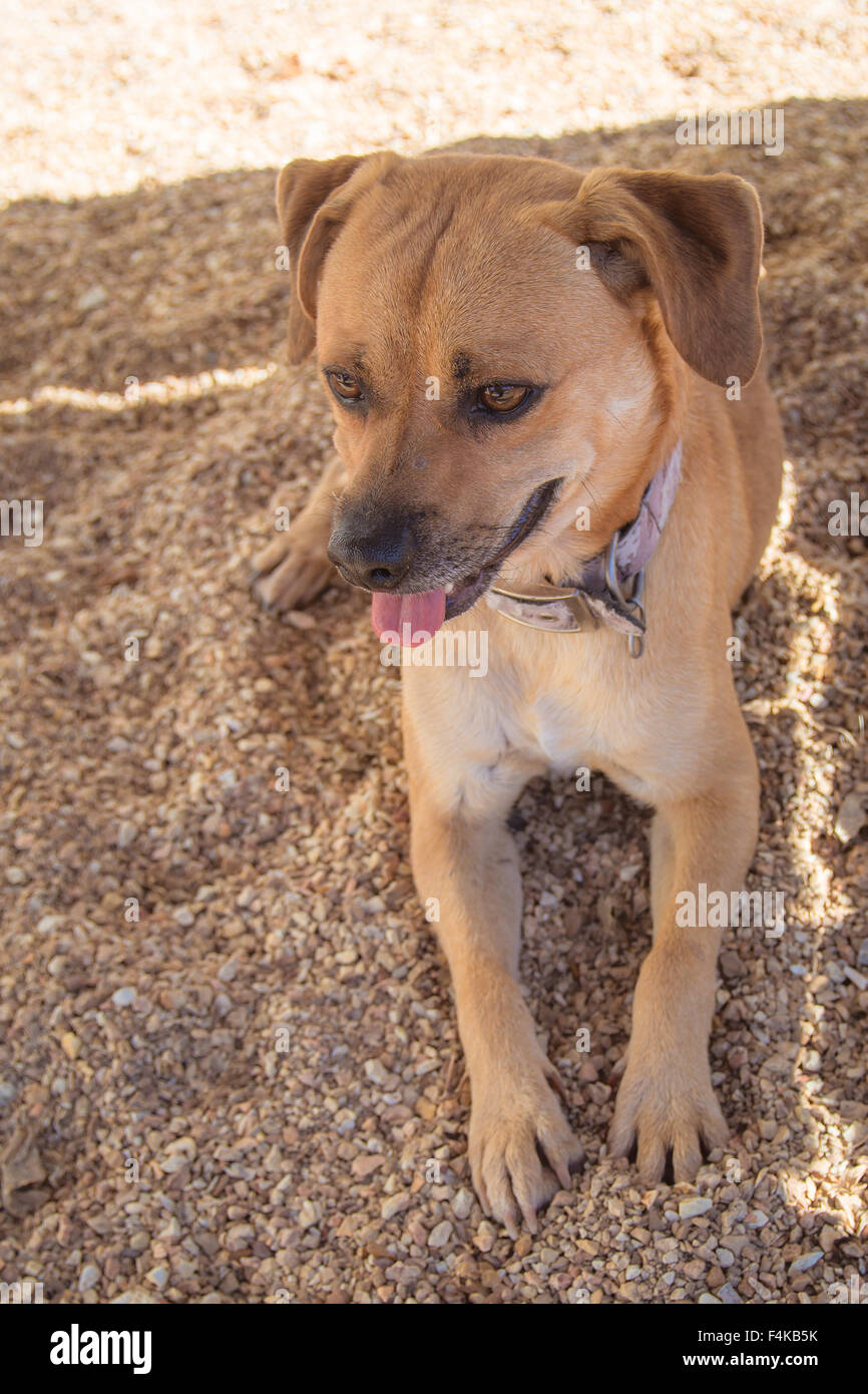 Piccolo cane marrone Foto Stock