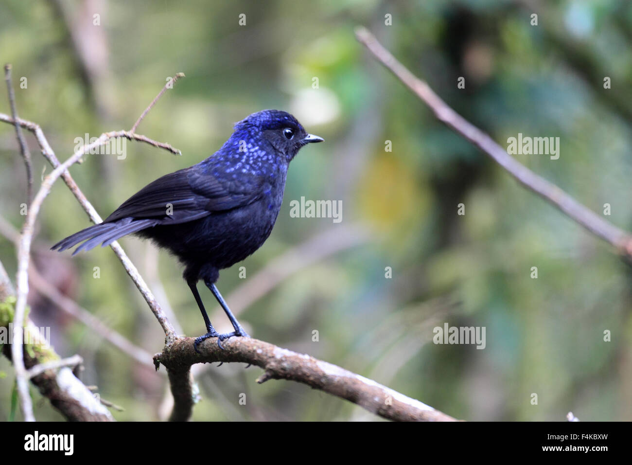 Shiny sibilo Tordo (Myophonus melanurus) a Sumatra, Indonesia Foto Stock