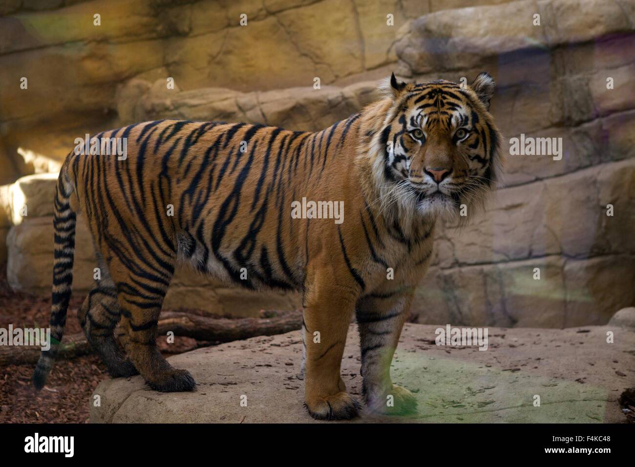 Jae Jae, lo Zoo di Londra maschio del tigre di Sumatra, nel territorio di Tiger involucro in corrispondenza ZSL Foto Stock Jae Jae, lo Zoo di Londra maschio del tigre di Sumatra, nel territorio di Tiger involucro in corrispondenza ZSL Foto Stock