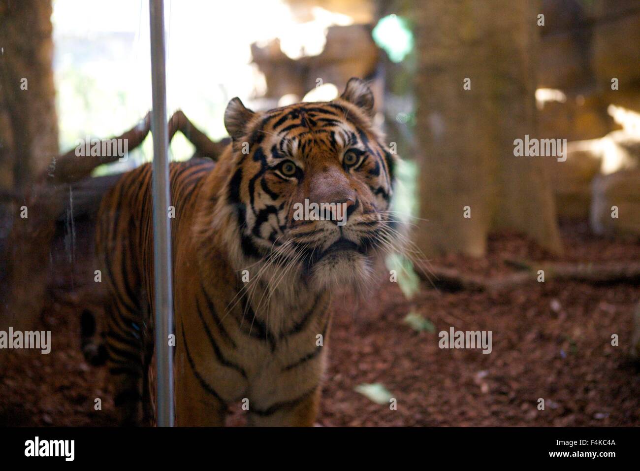 Close-up di Jae Jae, lo Zoo di Londra maschio del tigre di Sumatra, nel territorio di Tiger involucro in corrispondenza ZSL Foto Stock