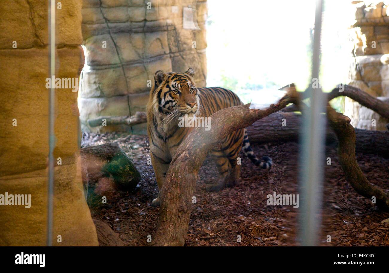 Jae Jae, lo Zoo di Londra maschio del tigre di Sumatra, nel territorio di Tiger involucro in corrispondenza ZSL Foto Stock Jae Jae, lo Zoo di Londra maschio del tigre di Sumatra, nel territorio di Tiger involucro in corrispondenza ZSL Foto Stock