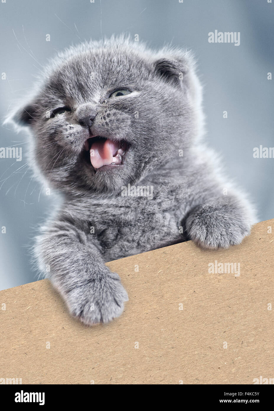 Funny kitty con cartone vuoto. Ritratto di pet Foto Stock