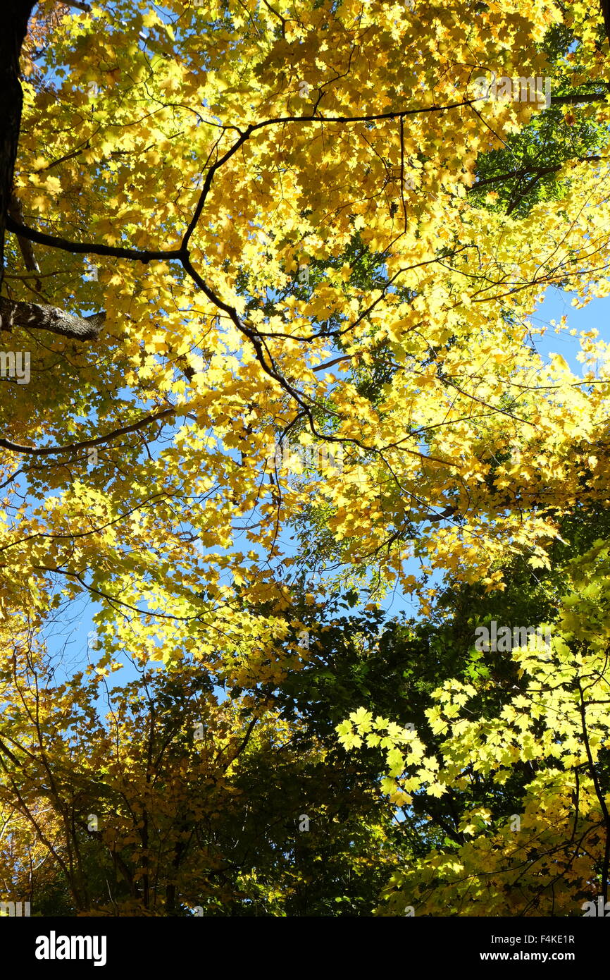 Le foglie cadono nella Hudson Valley. Cold spring, ny foto di jen lombardo Foto Stock
