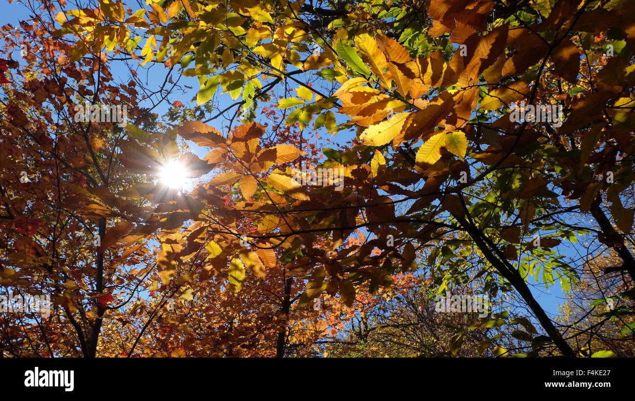 Caduta foglie lungo il crinale shawanagunk in New Paltz, NY da jen lombardo Foto Stock