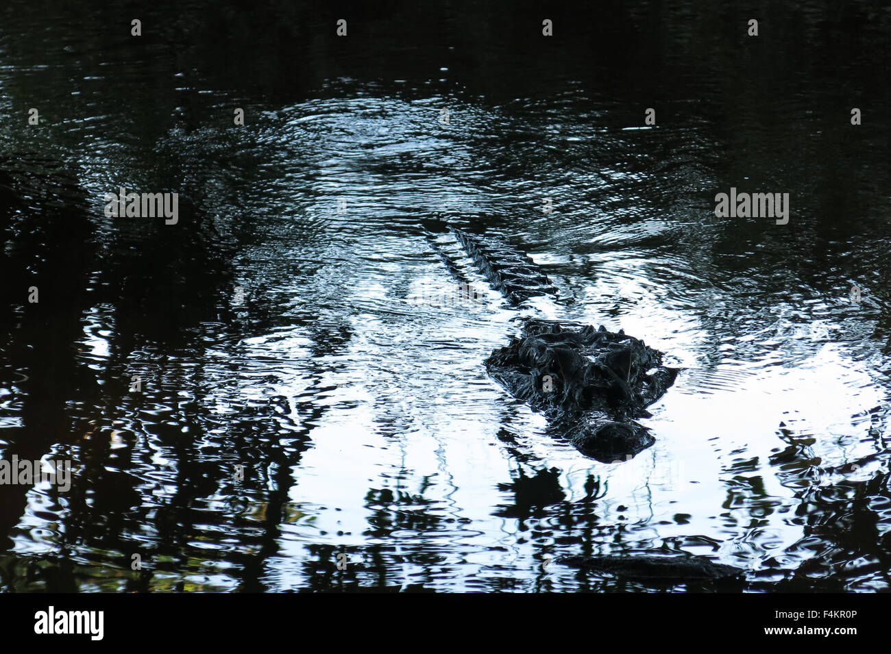 Alligatore trovati nella Boliviano della foresta pluviale amazzonica. Caimano (Caimaninae) al Parco Nazionale Madidi, Bolivia Foto Stock