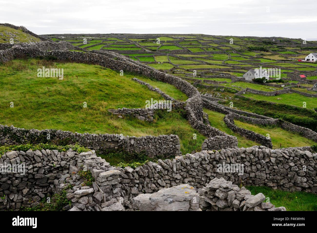 Campi di verde circondato da muri in pietra a secco Inisheer Inis Oirr Isole Aran Burren Couty Galway Irlanda Foto Stock