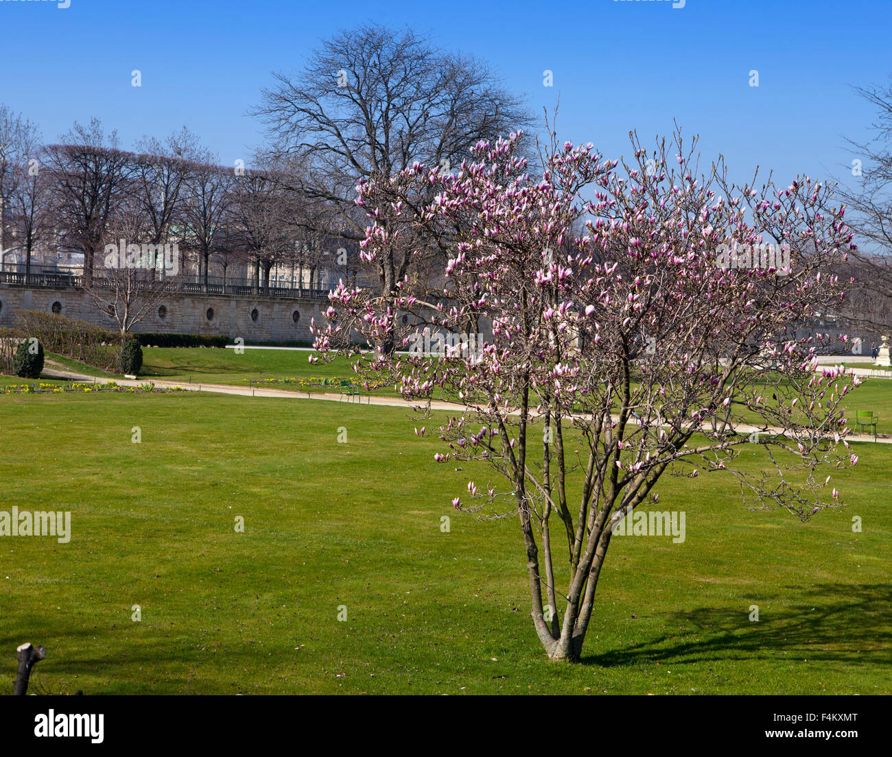 Albero con i primi fiori di primavera nel parco della città. Parigi Foto Stock