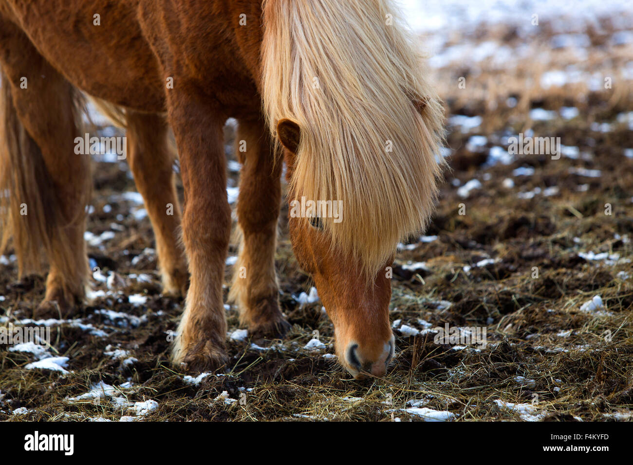 Ritratto di un marrone islandese di cavallo in inverno Foto Stock
