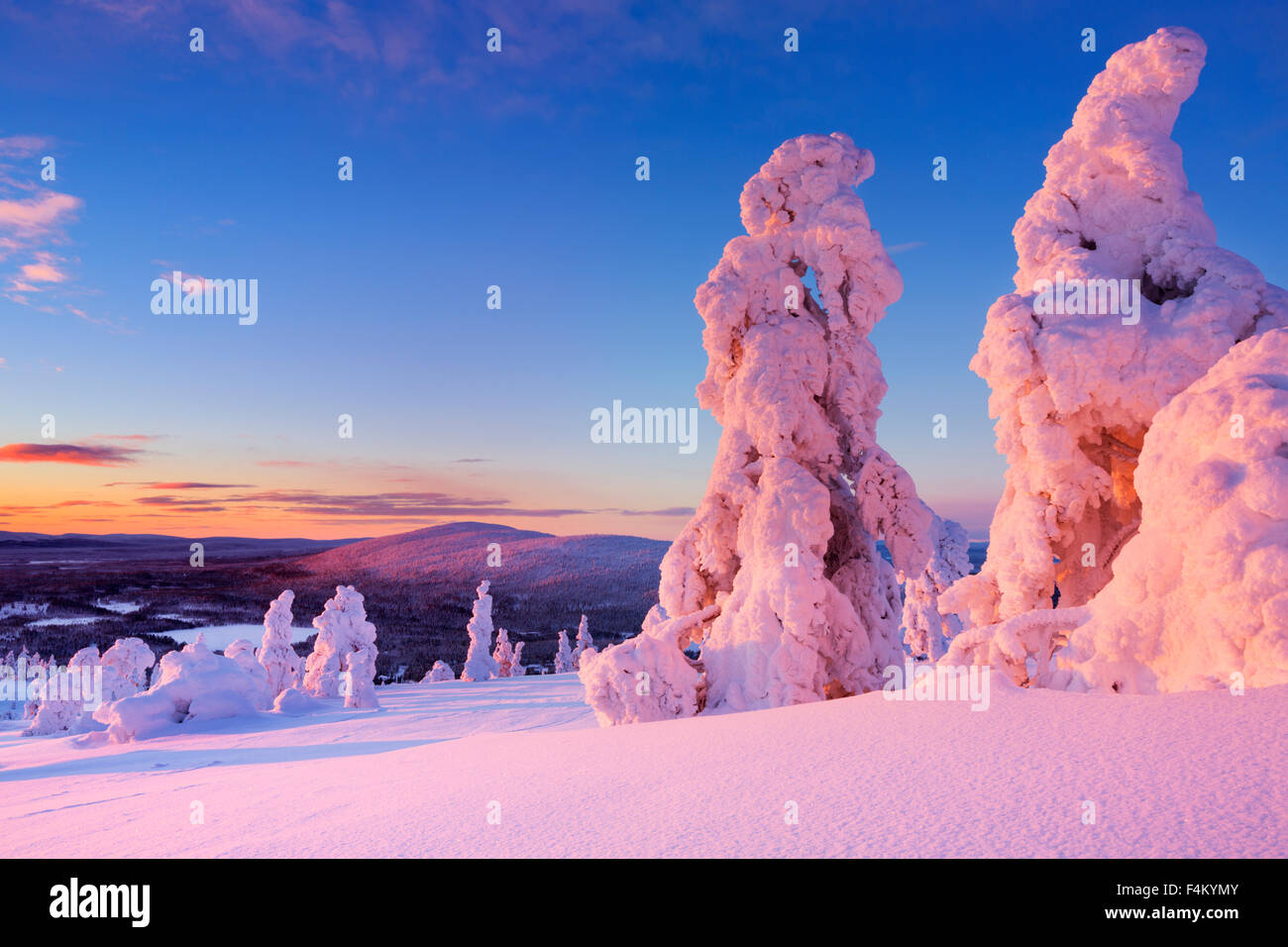 Alberi congelati sulla sommità della Levi cadde in Lapponia finlandese. Fotografato al tramonto. Foto Stock
