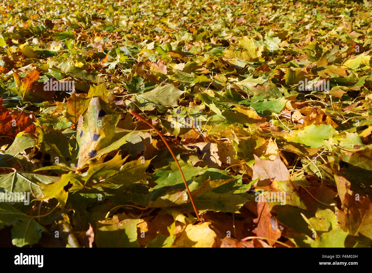 Colorati di foglie di acero caduti a terra in ottobre. Foto Stock