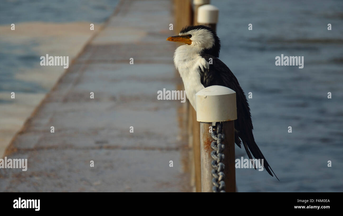 Un cormorano pied australiano (Phalacrocorax varius) che si asciuga accanto ad una piscina costiera dell'oceano a Sydney, Australia Foto Stock