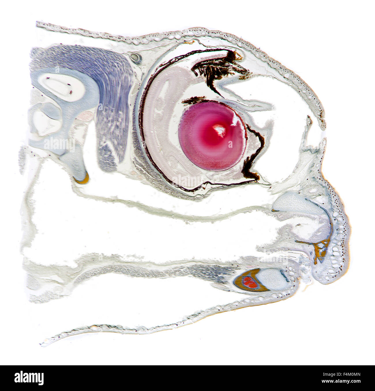 Rana comune, rana temporia, campo chiaro fotomicrografia, testa LS. colorate in sezione mostrante fisiologia interna Foto Stock