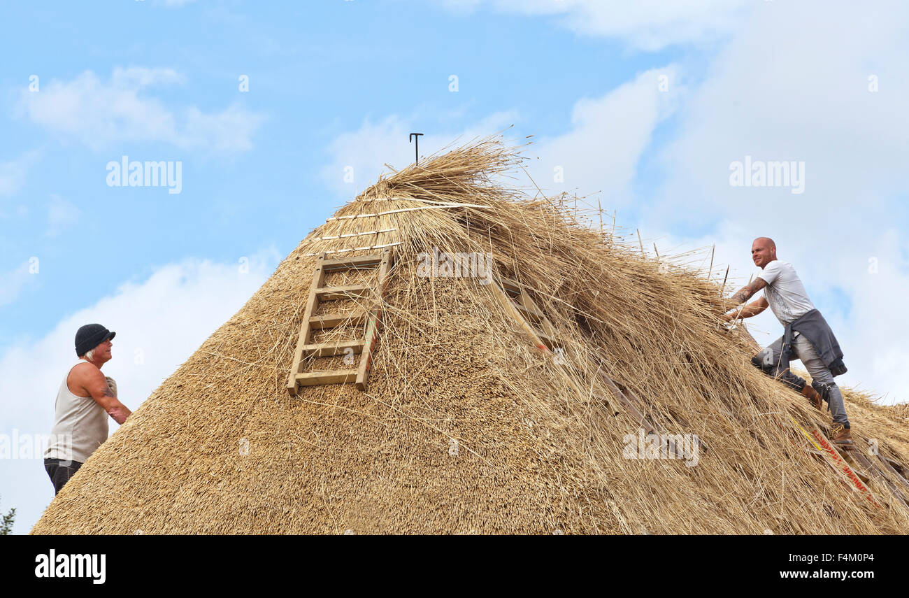 Thatchers al lavoro su un tetto nel Wiltshire, Regno Unito Foto Stock