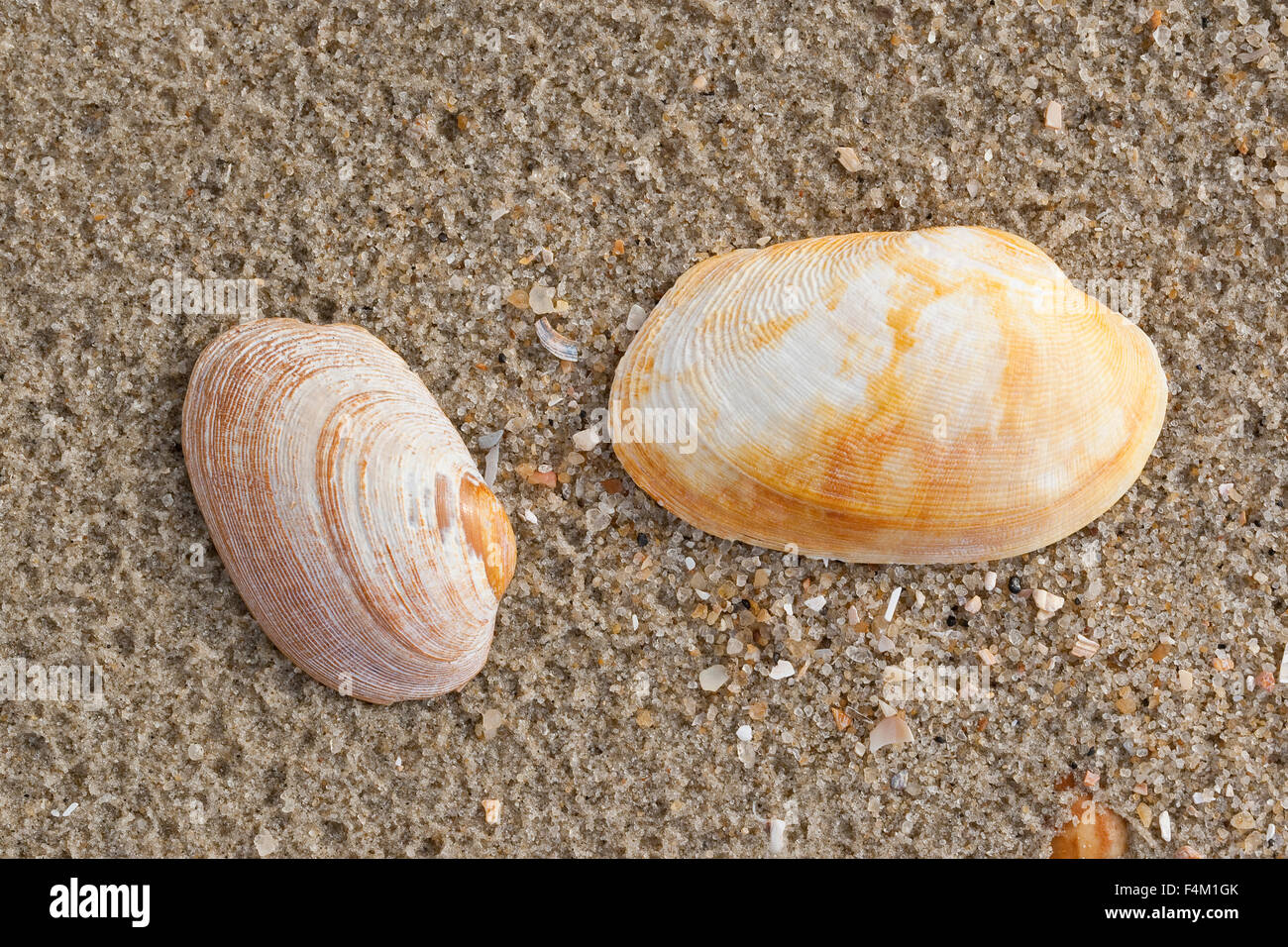 Pullet carpetclam, pullet Venere, tappeto pullet shell, Getupfte Teppichmuschel, Venerupis corrugata, Venerupis senegalensis Foto Stock