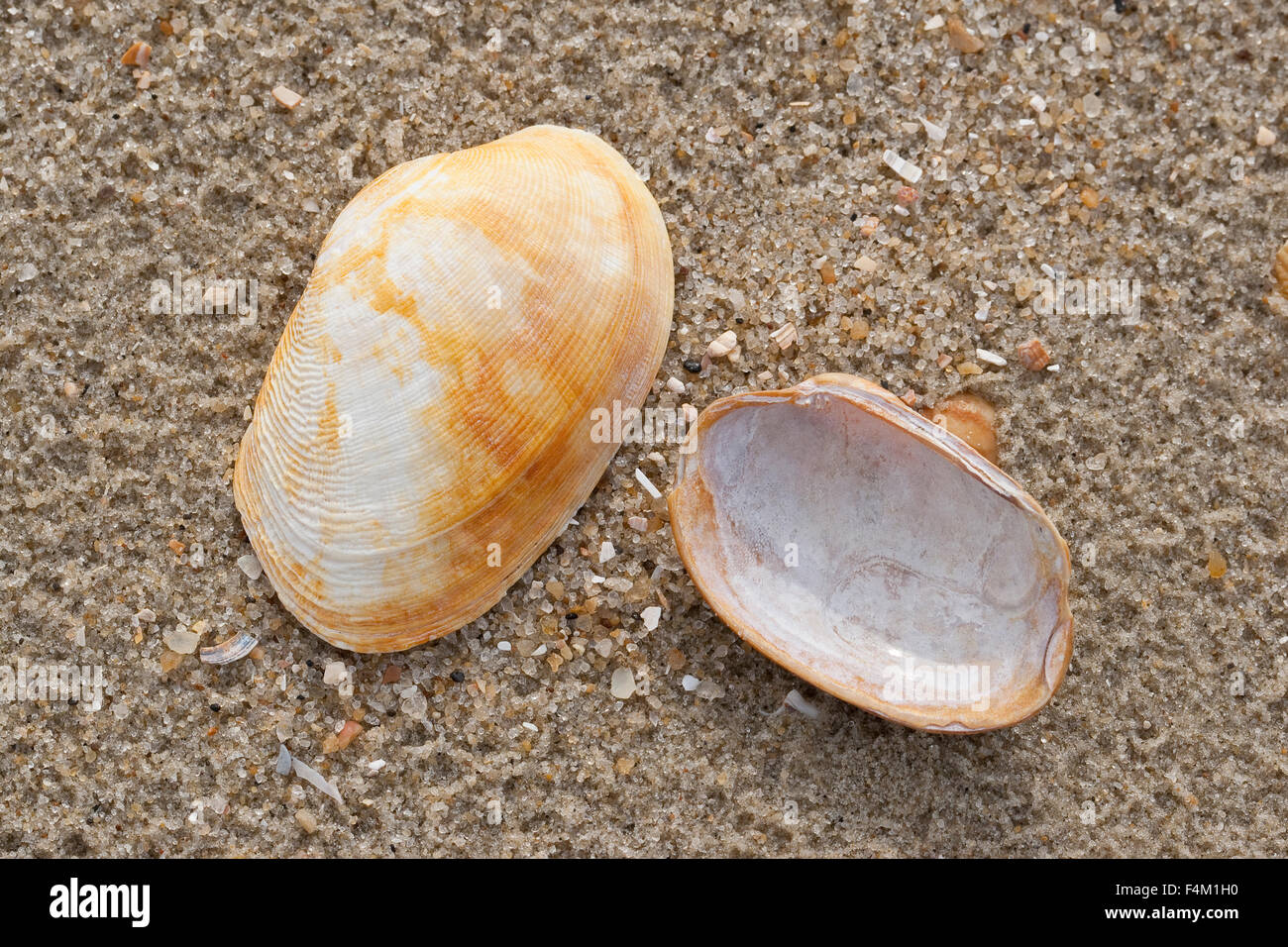 Pullet carpetclam, pullet Venere, tappeto pullet shell, Getupfte Teppichmuschel, Venerupis corrugata, Venerupis senegalensis Foto Stock