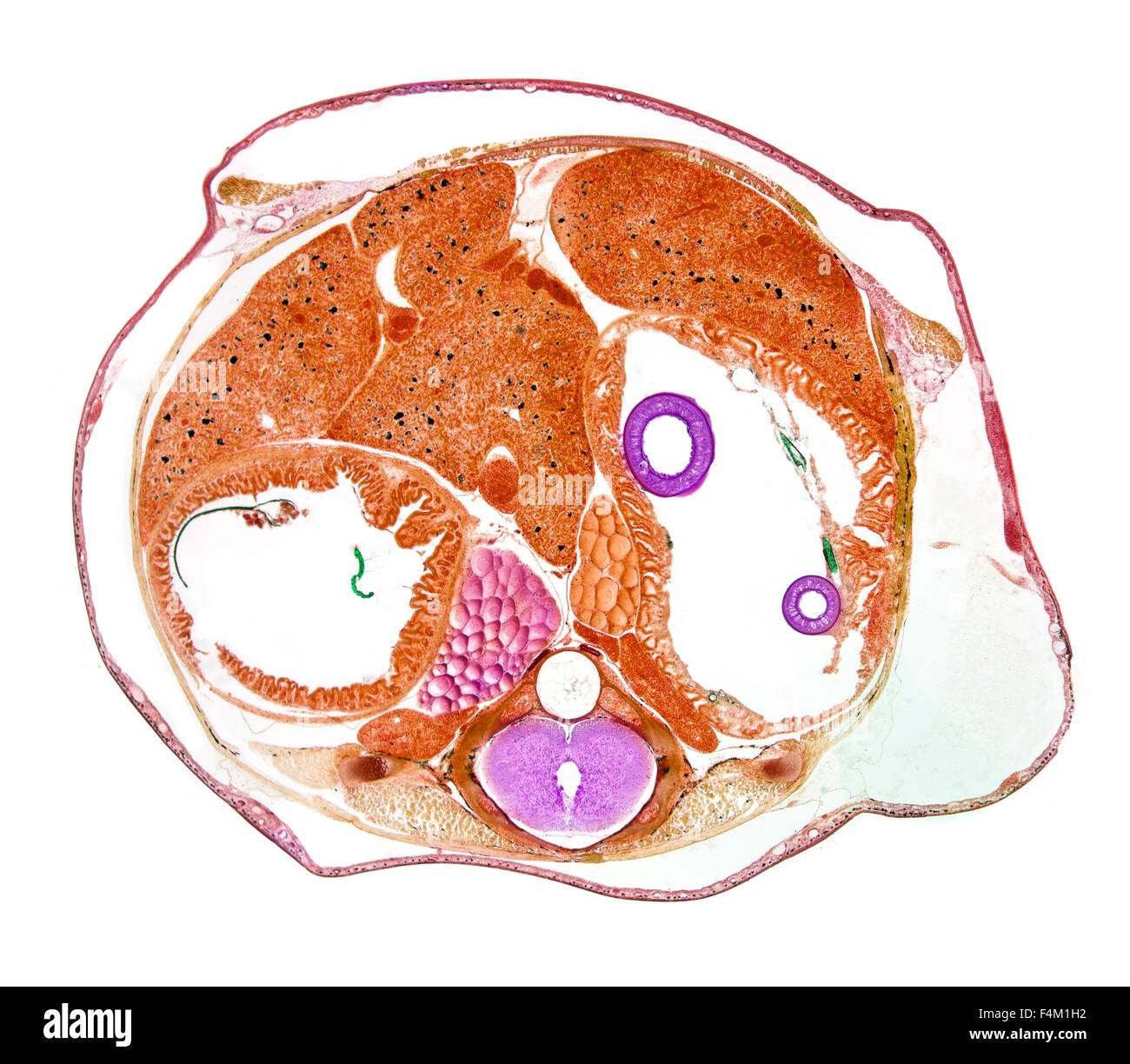 Rana comune, rana temporia, campo chiaro fotomicrografia, torace TS. colorate in sezione mostrante fisiologia interna Foto Stock