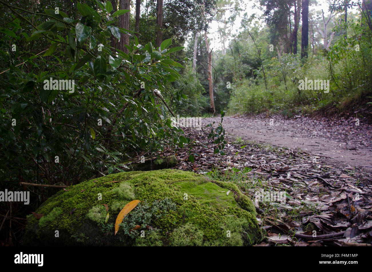 Una pista rocciosa e di trincea di fuoco nella terra settentrionale del bush di Sydney nel nuovo Galles del Sud, Australia Foto Stock