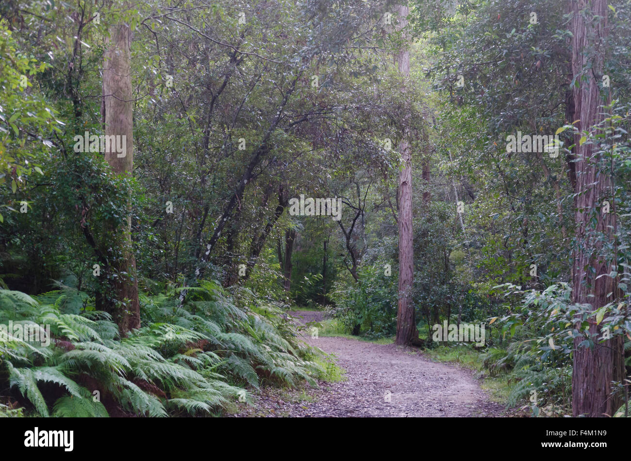 Una pista di terra di bush del sentiero del fuoco nel nord della terra del bush di Sydney nel nuovo Galles del Sud, Australia Foto Stock