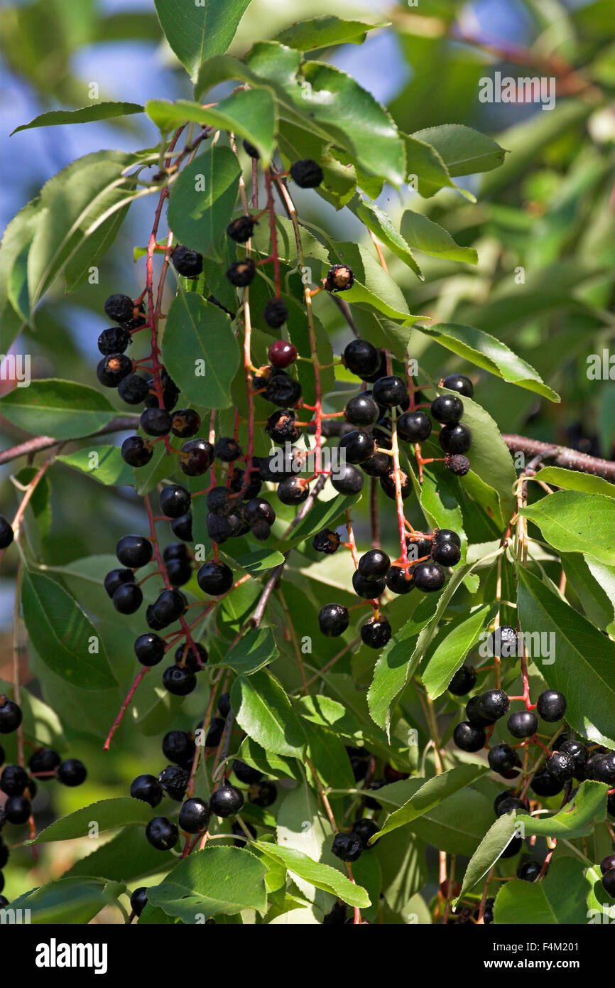 American Bird ciliegia, Amarena, frutta, Späte Traubenkirsche, Früchte, Trauben-Kirsche, Prunus serotina, Cerisier tardif Foto Stock