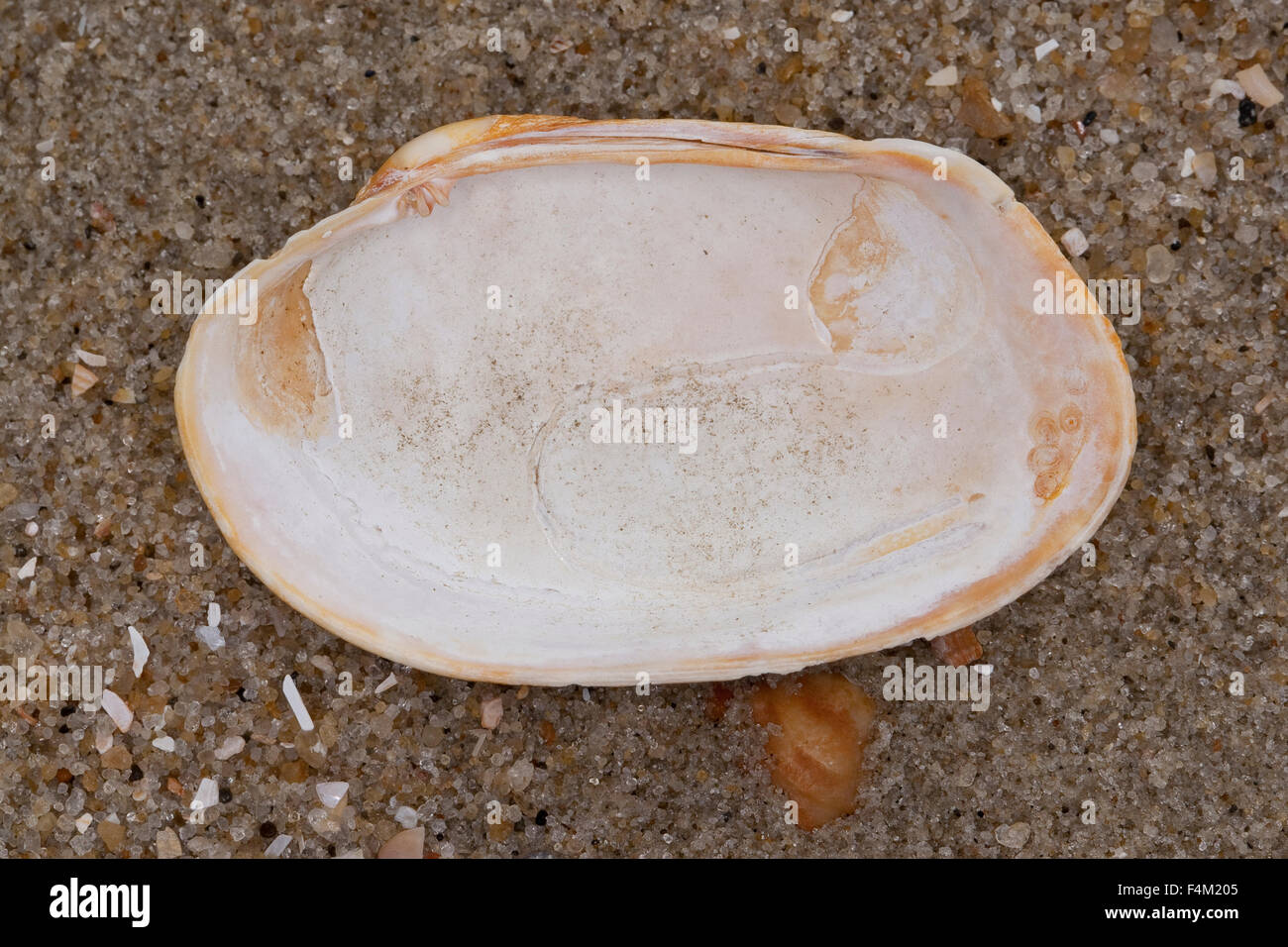 Pullet carpetclam, pullet Venere, tappeto pullet shell, Getupfte Teppichmuschel, Venerupis corrugata, Venerupis senegalensis Foto Stock