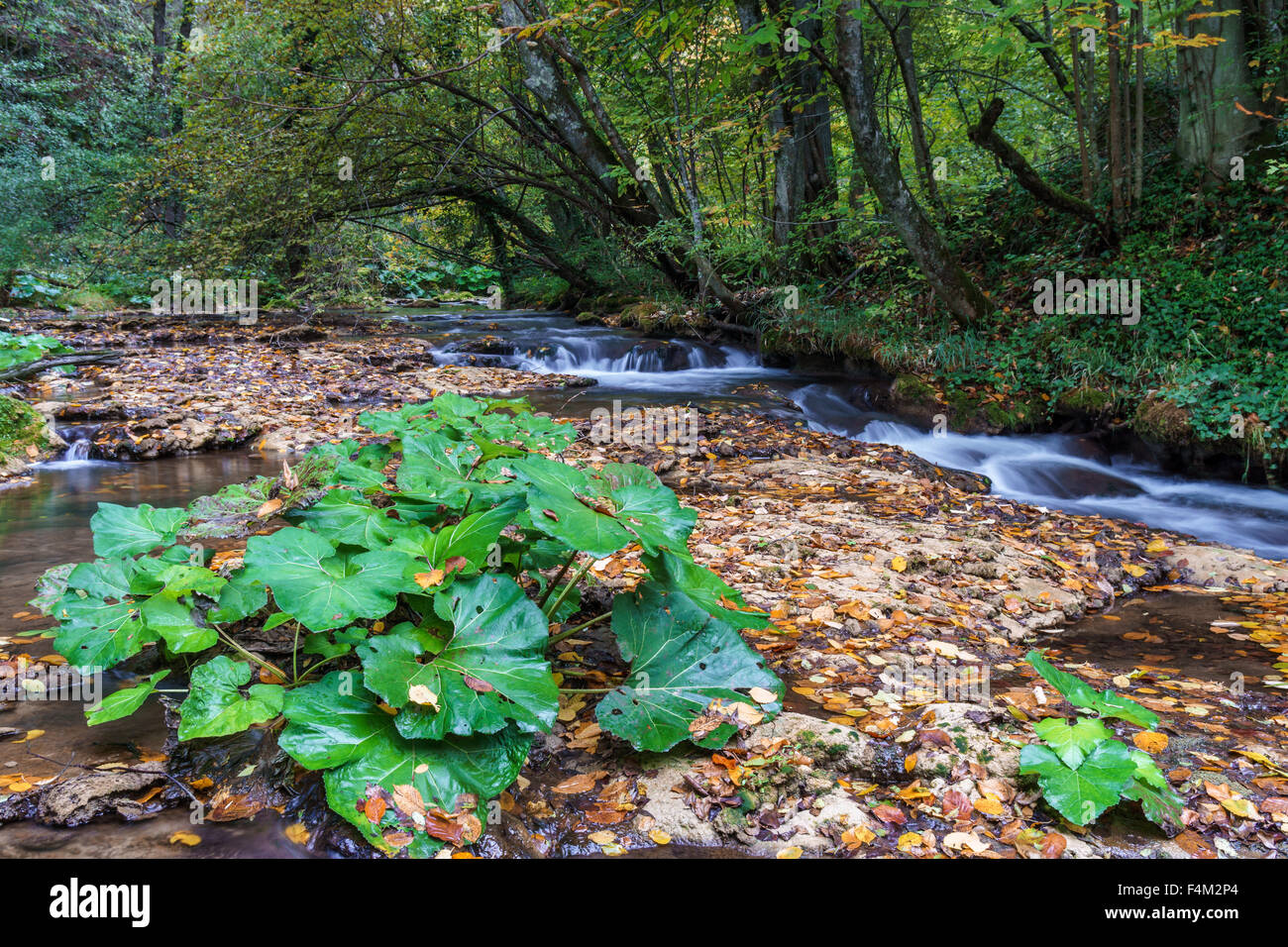 Una radura nel bosco Foto Stock