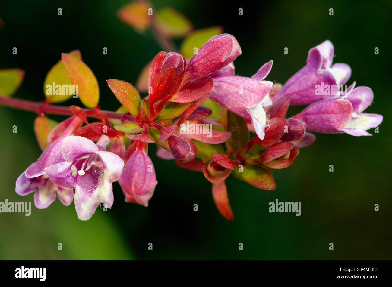 Abelia Schumannii. Close up di fiori. Ottobre. Gloucestershire REGNO UNITO. Foto Stock