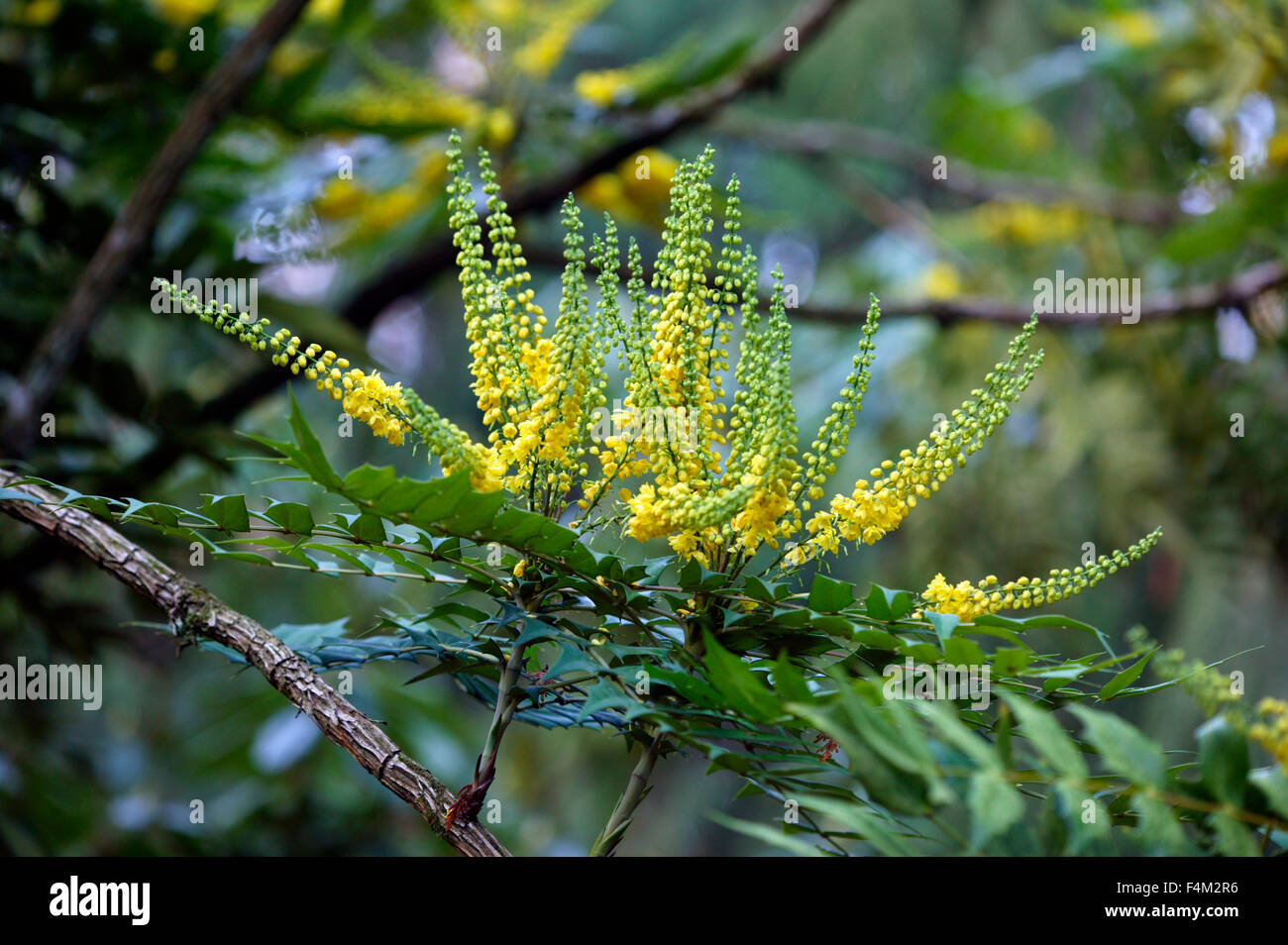 Mahonia x Media 'Carità' (uva Oregan) Fiori gialli in inverno dicembre. Gloucestershire Regno Unito Foto Stock