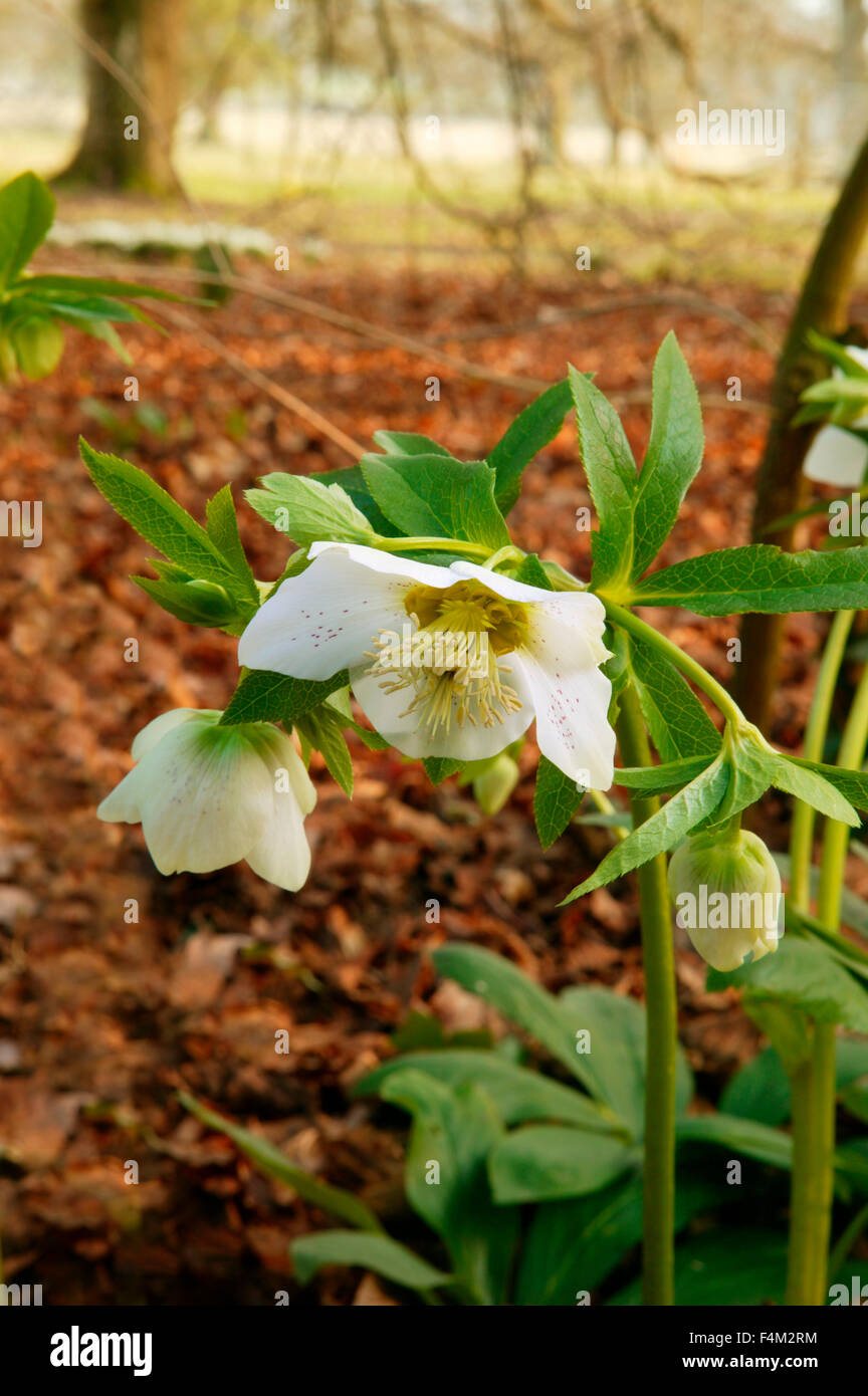 Helleborus orientalis " Lenten Rose'. Close up di fiori. Febbraio. Gloucestershire REGNO UNITO. Foto Stock