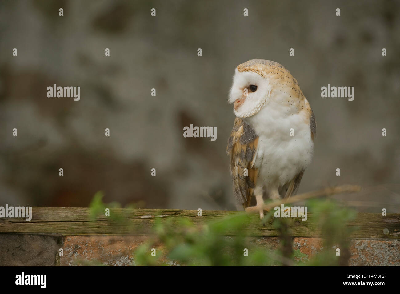 Il barbagianni (Tyto alba) in un granaio abbandonati Foto Stock