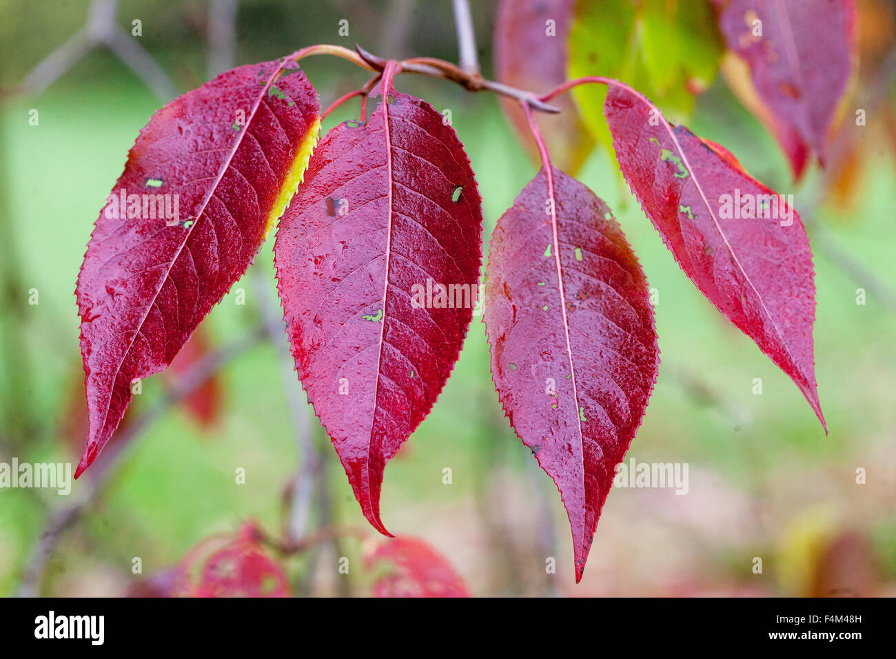 Viburnum prunifolium noto come blackhaw o nero haw Foto Stock