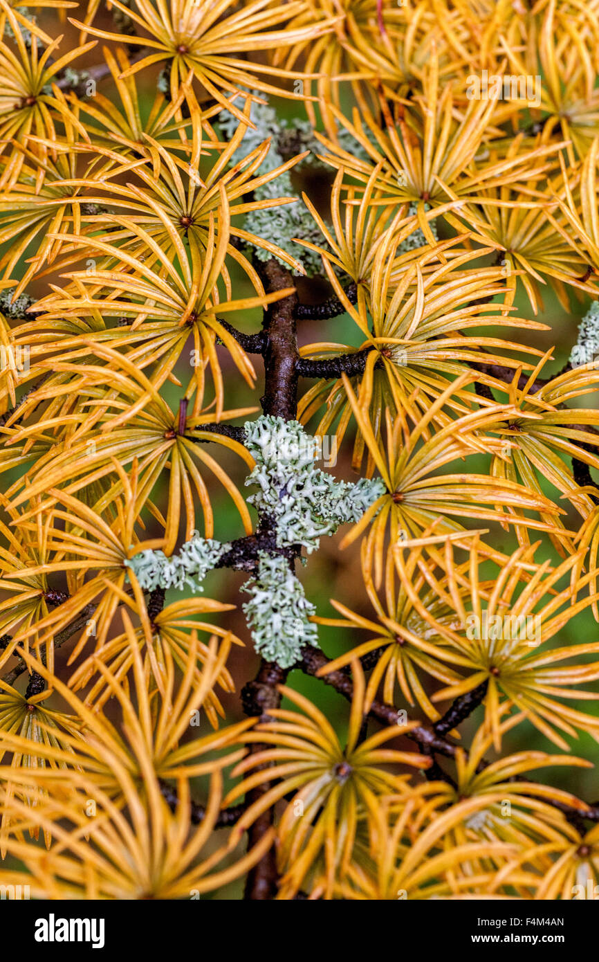 Golden larice Pseudolarix amabilis lichen Foto Stock