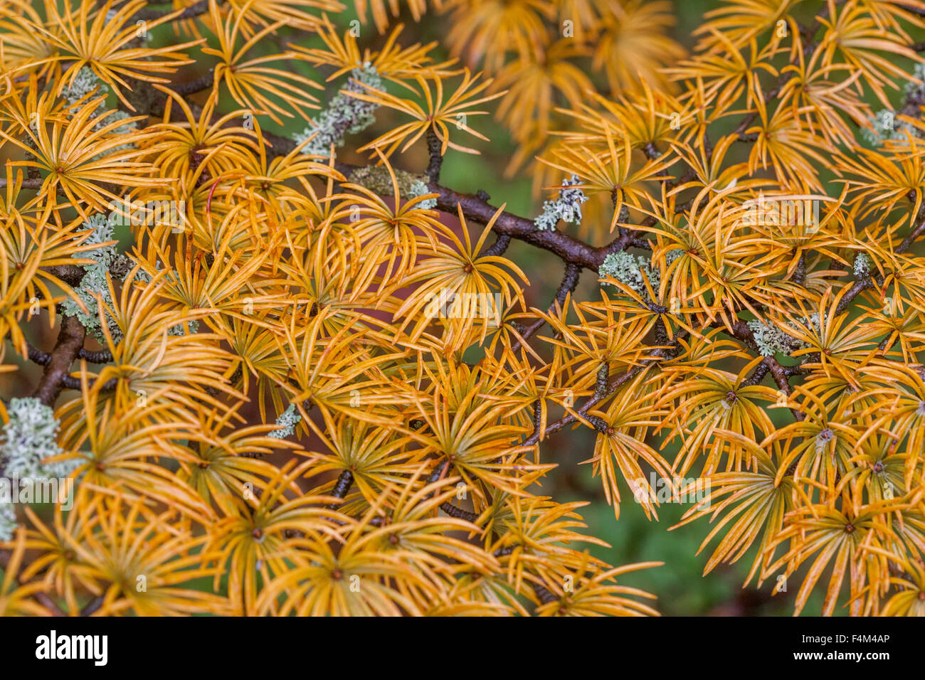 Larice dorato Pseudolarix amabilis aghi autunnali sul ramo Foto Stock