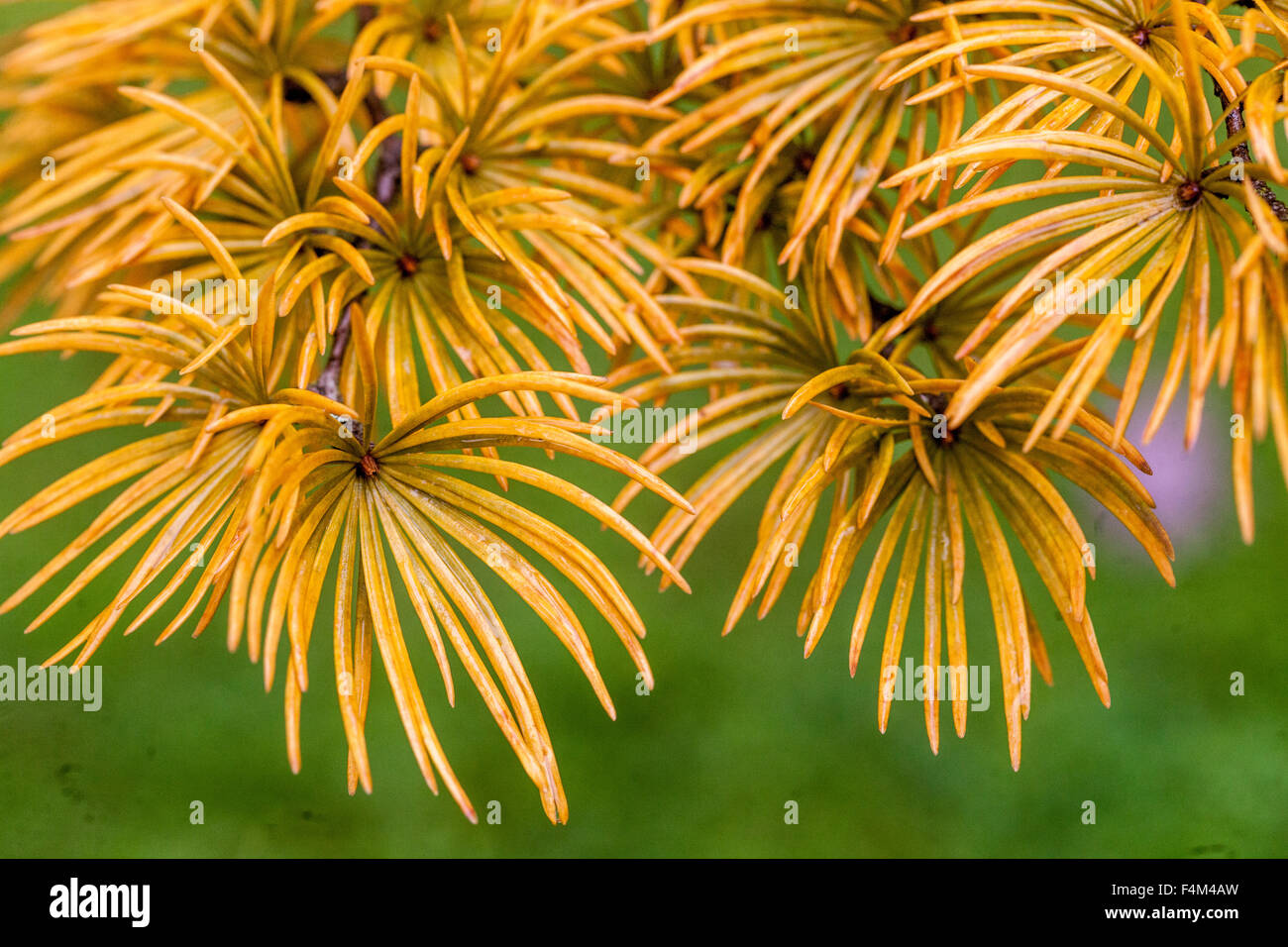 Larice dorato aghi di Pseudolarix amabilis Autunno, ramoscello annidato Foto Stock