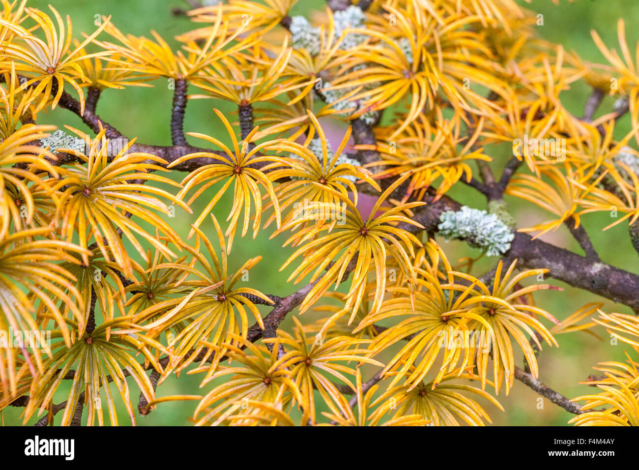 Golden larice Pseudolarix amabilis autunno Foto Stock
