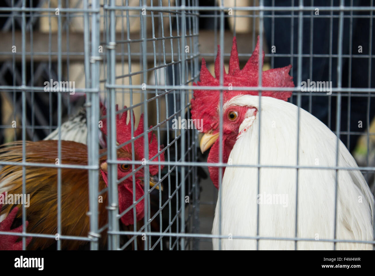 Bianco e Marrone di Gallo con corona rossa in gabbia Foto Stock