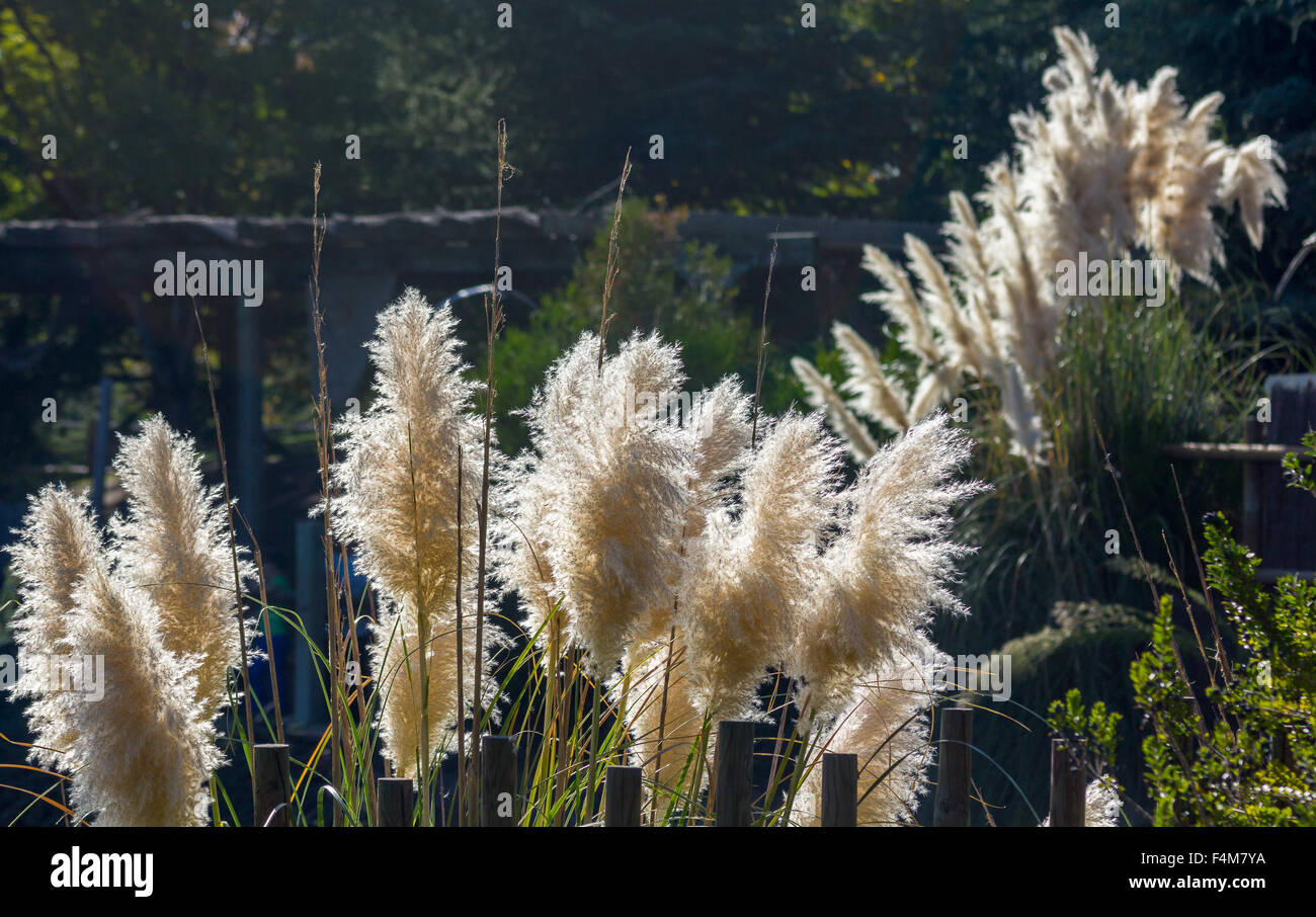 Cortaderia selloana Foto Stock